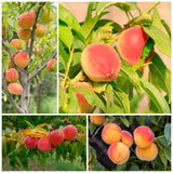 Live Peach Fruit Tree, 20-26 Inch Plant In 1 Gallon Pot, Orchard Garden