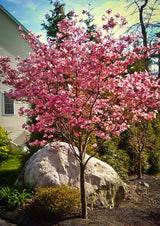 Pink Flowering Dogwood Tree, 6-12 Inches Tall In A 2.5 Inch Pot, Live Plant