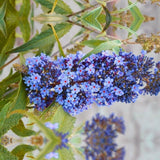 2 Buddleia Live Plants, Light Blue Flower Shrubs, Outdoor, 4-9 Inches Tall
