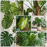 2 Monstera Deliciosa Live Tropical Houseplants, Approximately 5 Inches Tall