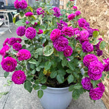 Live Reblooming Garden Rose Bush, Fragrant Flower Plant, Bare Root, 5-9 In