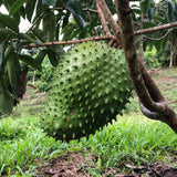 Live Guanabana Soursop Tree, 6-10 Inch Potted Tropical Fruit Tree Plant