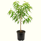 Live Peach Fruit Tree In 1 Gallon Pot, 20-26 Inches Tall For Home Gardens