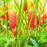 8 Awapuhi Shampoo Ginger Rhizomes, Indoor And Outdoor Planting Roots Set