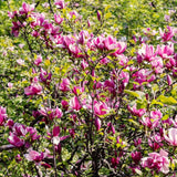 Ann Magnolia Live Plant, 6-12 Inch Flowering Tree For Outdoor Garden Areas