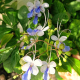2 Blue Butterfly Clerodendrum Live Plants, Bell Flower Vine, Shade Garden