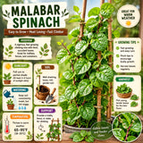 Live Malabar Spinach Vegetable Plant, 4 Inch Pot, 4-6 Inches Tall, Climbing