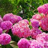 2 Live Pink Hydrangea Shrubs, Large Blooms For Garden Planting, 4 Inch Pot