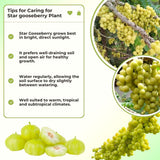 Live Star Gooseberry Plant, 1-1.5 Feet Tall, One Gallon Outdoor Growing Pot