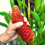 Live Red Awapuhi Shampoo Ginger Plant, 5-9 Inches, For Patio Containers