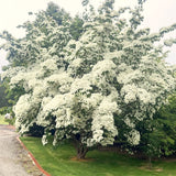 Live White Kousa Dogwood Plant, 1 Ft Tall Ornamental Tree For Outdoors