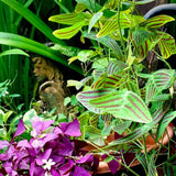 2 Live Christia Obcordata Plants, Patterned Triangular Leaves, 4-8 In Tall
