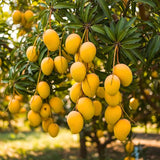 Live Sweet Mango Tree, 20-22 In Tall Tropical Fruit Plant In Gallon Pot