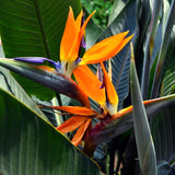 2 Live Orange Bird Of Paradise Plants, 5-9 Inch Tropical Houseplant Decor
