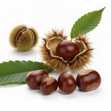 Outdoor Live Chestnut Tree, Cold Hardy Nut Seedling, 6-12 Inch, Quart Pot