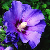 Live Purple Rose Of Sharon Shrub, Althea Flowering Plant, 6-13 Inches Tall