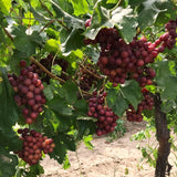 Live Muscadine Grape Vine For Home Gardens, Red Fruit, 5-8 Inches Tall