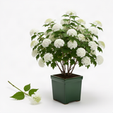 Live White Snowball Viburnum Shrub, Potted Garden Plant, 8-12 Inches Tall