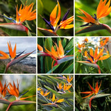 2 Live Orange Bird Of Paradise Plants, 5-9 Inch Tropical Houseplant Decor