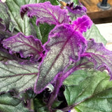 2 Indoor Purple Passion Houseplants, Live Velvet Plants, 4-9 Inches Tall