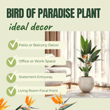 2 Live Yellow Bird Of Paradise Plants, Strelitzia Reginae, 5-9 Inches Tall