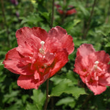 Live Red Rose Of Sharon Bush, 6-14 Inch Potted Purple Hibiscus Garden Shrub