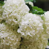 2 Live Snowball Viburnum Shrubs, Hardy Outdoor Plants, 1-2 Feet Tall Each