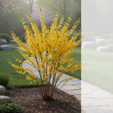 2 Live Forsythia Shrubs, Golden Yellow Blooms, 6-12 Inch Tall Bareroots
