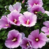 Ornamental Pink Althea Rose Of Sharon Shrub, Live Plant, 6-12 Inches Tall