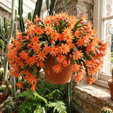 Live Orange Easter Cactus Plant, 4-6 Inch Houseplant For Decor And Gifts