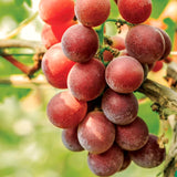 2 Red Grape Vine Live Plants, 5-8 Inch Tall Vines For Sunny Garden Growing