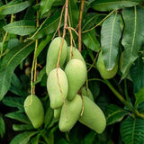 Live Sweet Mango Tree In 1 Gallon Pot, 2-3 Feet Tall For Garden Planting