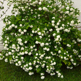 Live White Snowball Viburnum Shrub, Potted Garden Plant, 8-12 Inches Tall