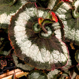 2 Live Angel Wing Maculata Begonia Plants, Silver Green, 5-9 Inches Tall