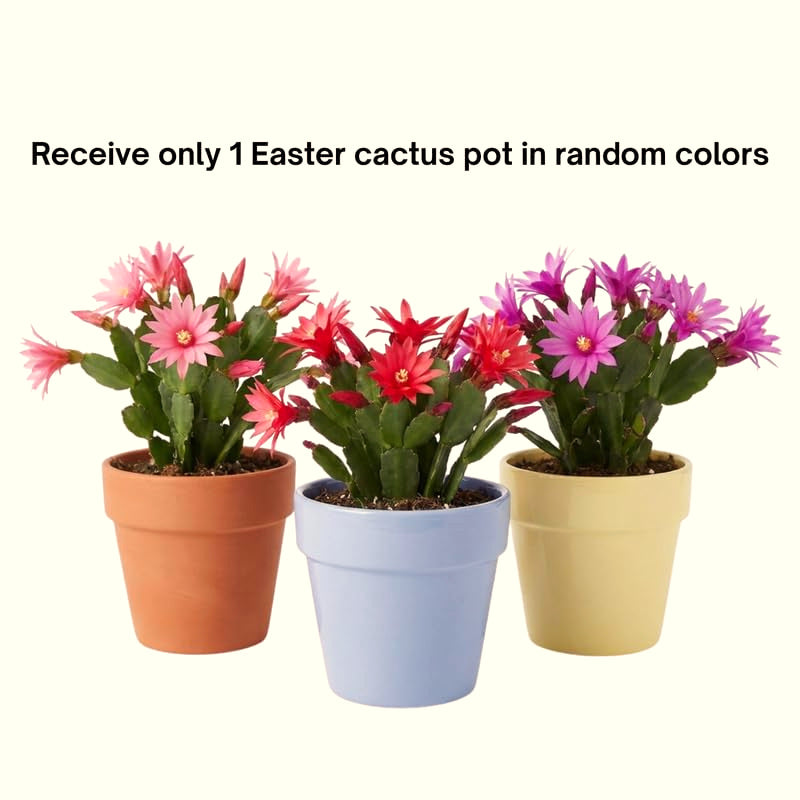 Live Easter Cactus Houseplant, 4-6 Inch Indoor Decor And Patio Gift Plant