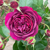 Live Climbing Rose Plant, 5-9 Inch Tall, Fragrant Flower, Bare Root Bush
