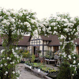 White Climbing Rose Bush, Live Plant 5-9 Inch Tall, Well Rooted, No Leaf