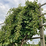 3 Live Cold-Hardy Fruit Vine Starters, 4-6 Inch Plants For Outdoor Gardens