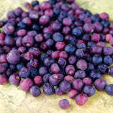 Live Sherbet Berry Fruit Tree For Planting, Well-Rooted, 4-8 Inches Tall