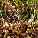 2 Ginger Flower Live Plants, 4-6 Inch Starters For Patio Container Growing