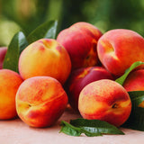 Live Peach Fruit Tree Plant, Sweet Peach, 6-10 Inches Tall For Gardens