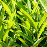 Live Galangal Ginger Flower Plant, 4-7 Inch Tall Starter For Garden Beds