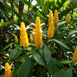 2 Live Plants, Yellow Shrimp Flowering Garden Shrubs, 4-7 Inches Tall Each