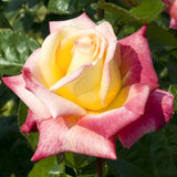 Live Love Rose Bush Starter Plant, 7-10 Inch Tall, Orange Double Blooms