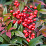 Live Nandina Garden Shrub, 6-9 Inches Tall In 2.5 Inch Pot, Hardy Bush