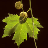 Live Sycamore Shade Tree, Quart Pot, 7-10 Inches Tall, Outdoor Planting