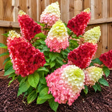 Live Assorted Hydrangea Shrub, 5-11 Inch Starter Plant For Containers, Beds