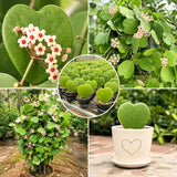 Hoya Kerrii Indoor Vine, Live 4-6 Inch Plant For Shelves And Home Decor