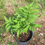 Live Sugar Apple Fruit Tree, Annona Squamosa, 2-3 Ft Tall In Gallon Pot