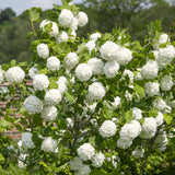 Live White Snowball Viburnum Shrub, 6-12 Inch Potted Outdoor Garden Plant